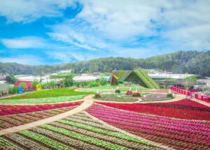 Công viên Hitachi Seaside ở Ibaraki