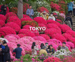 Tokyo - Hoa Đỗ Quyên  ( Nguồn: Phượt Bụi Japan Tự Túc )