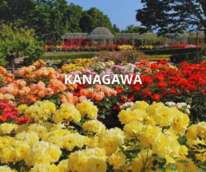 Kanagawa - Hoa Hồng ( Nguồn: Phượt Bụi Japan Tự Túc )