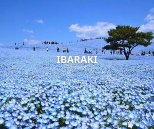 Ibaraki - Hoa Nemophila ( Nguồn: Phượt Bụi Japan Tự Túc )