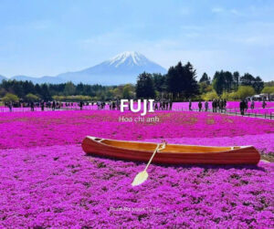 Fuji - Hoa Chi Anh ( Nguồn: Phượt Bụi Japan Tự Túc )