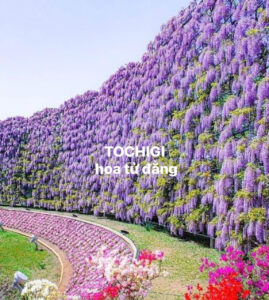 Tochigi - Hoa Tử Đằng ( Nguồn: Phượt Bụi Japan Tự Túc )