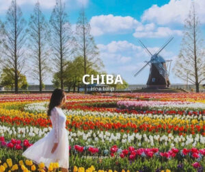 Chiba - Hoa Tulip ( Nguồn: Phượt Bụi Japan Tự Túc )