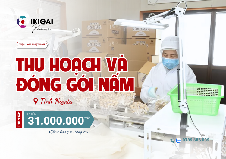 Thu hoạch và đóng gói nấm - Nigata - PV: 15/12/2025