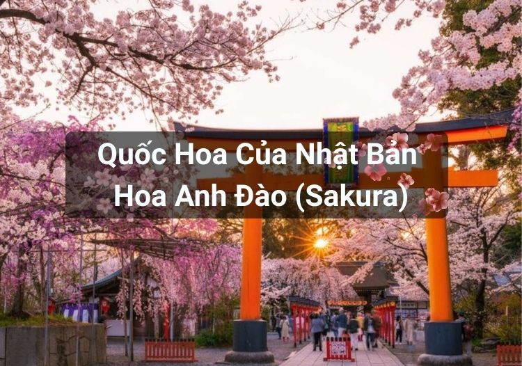 Quốc Hoa Của Nhật Bản - Hoa Anh Đào (Sakura)
