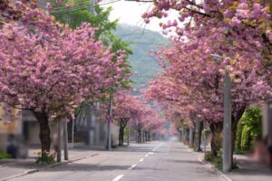 Công viên Maruyama - Sapporo