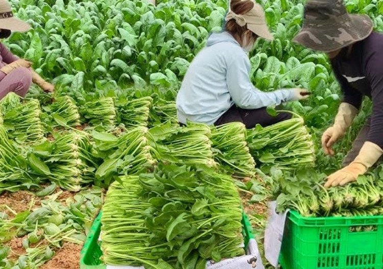 đơn hàng nông nghiệp
