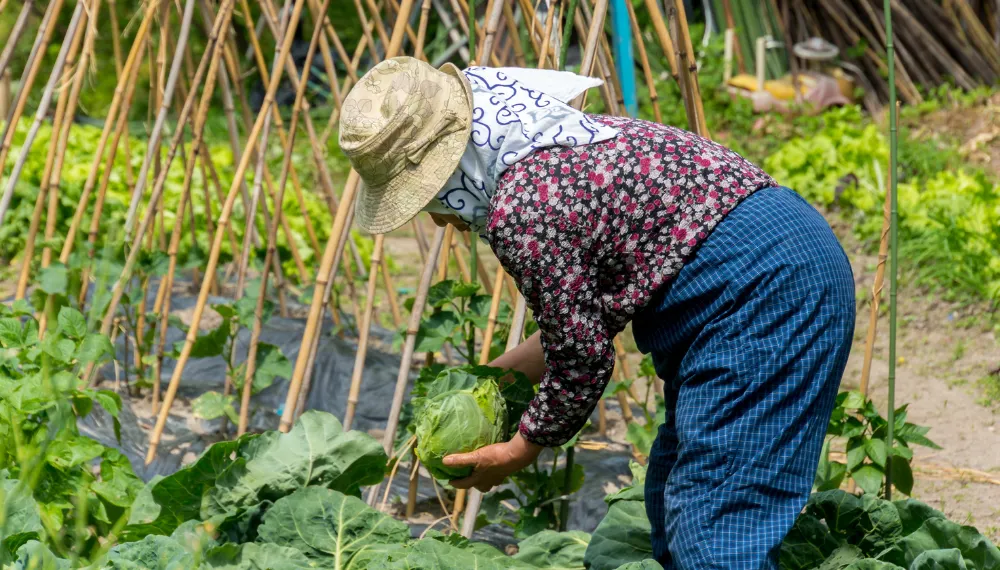 Xuất khẩu lao động Nhật Bản lương bao nhiêu